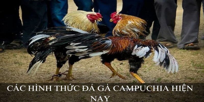 Các hình thức đá gà Campuchia